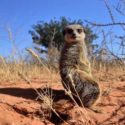 Kalahari_Erdmännchen