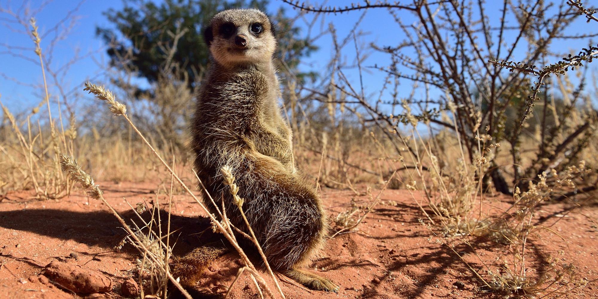Kalahari_Erdmännchen