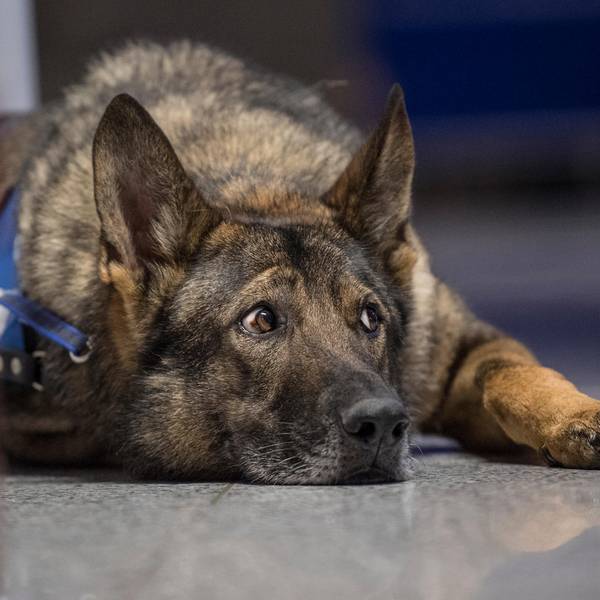Schäferhund