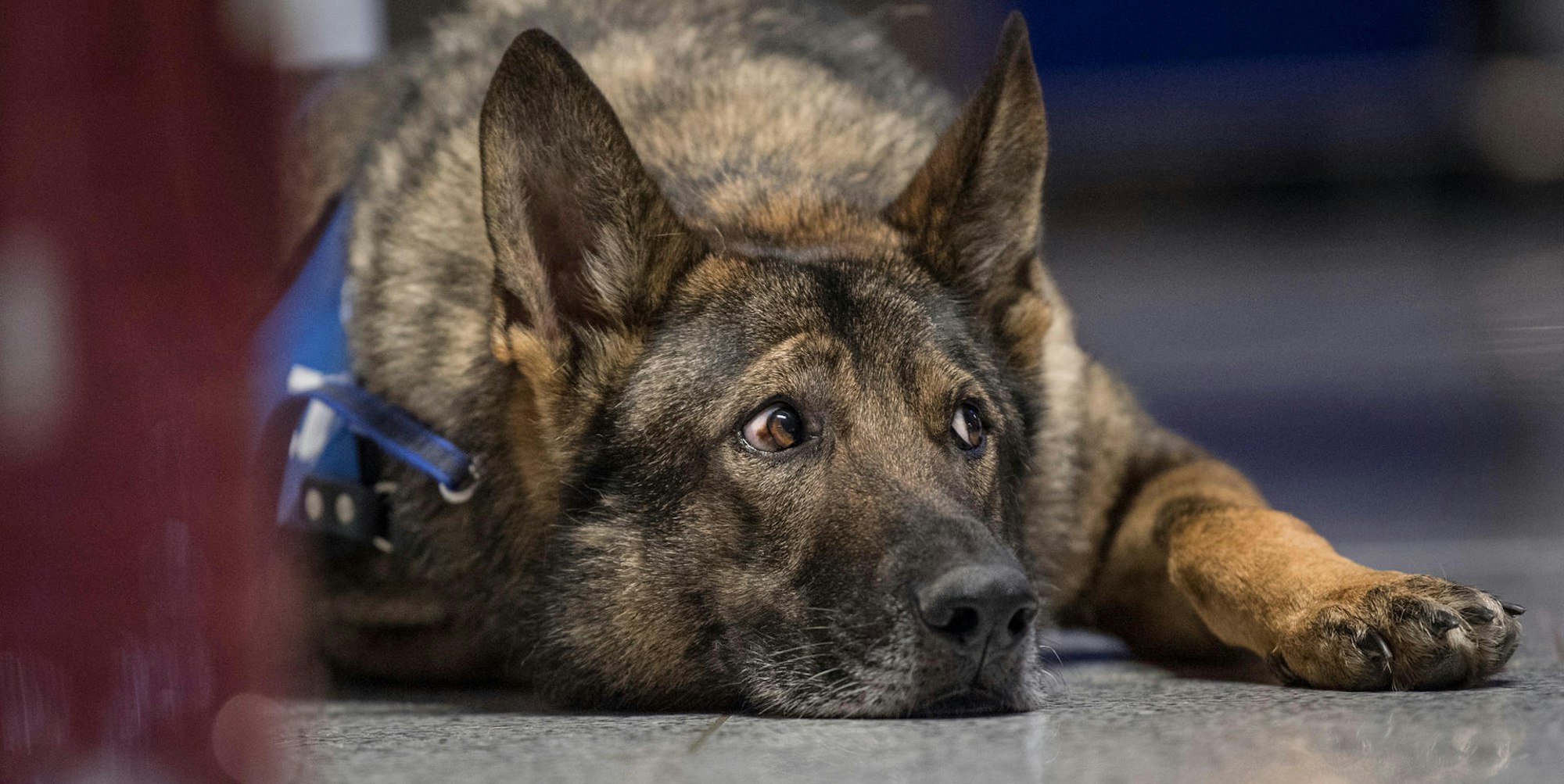 Schäferhund