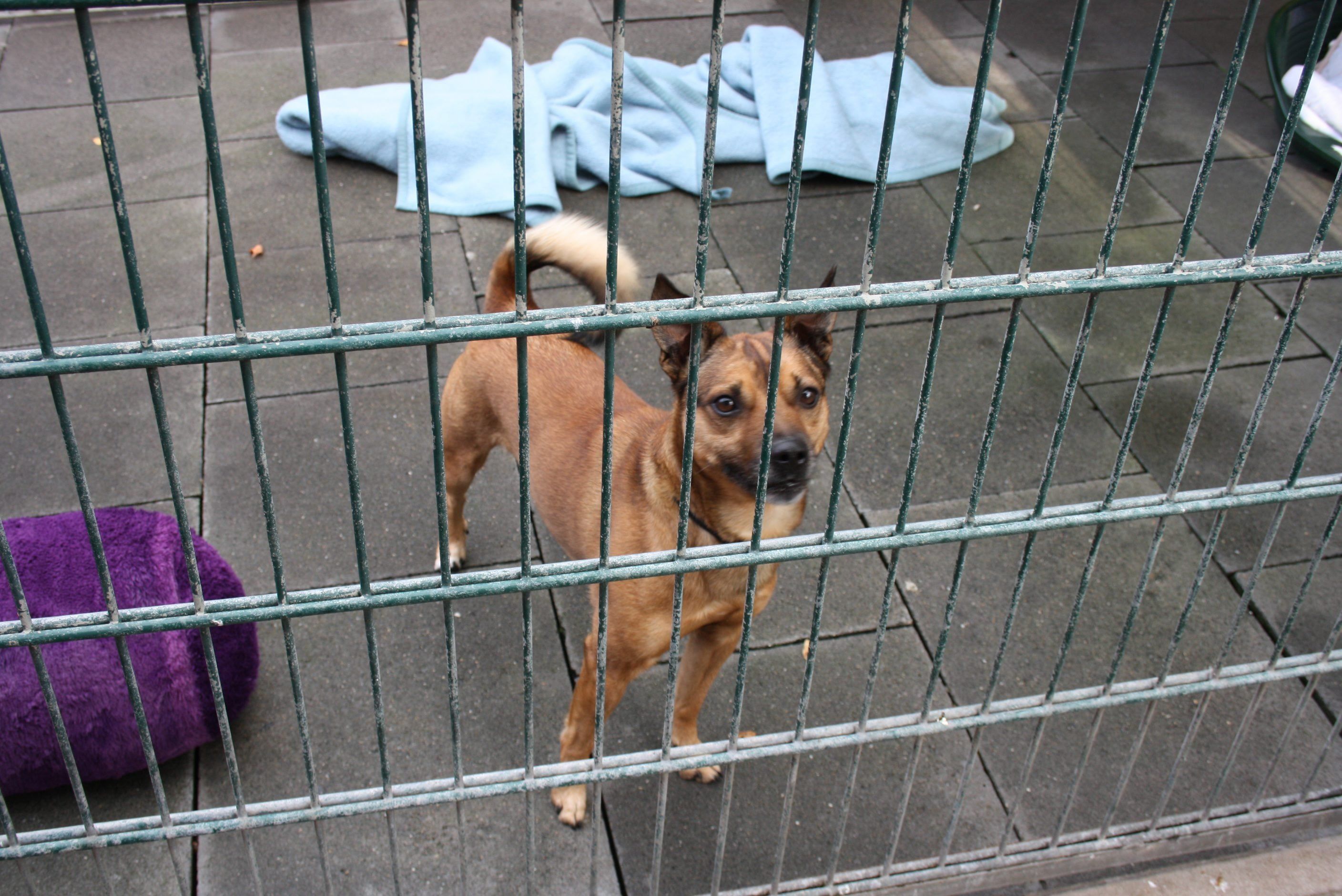 Hund im Tierheim