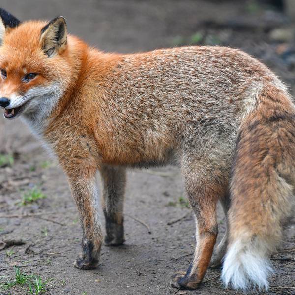fuchs-wald
