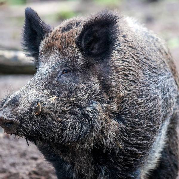 Wildschwein dpa
