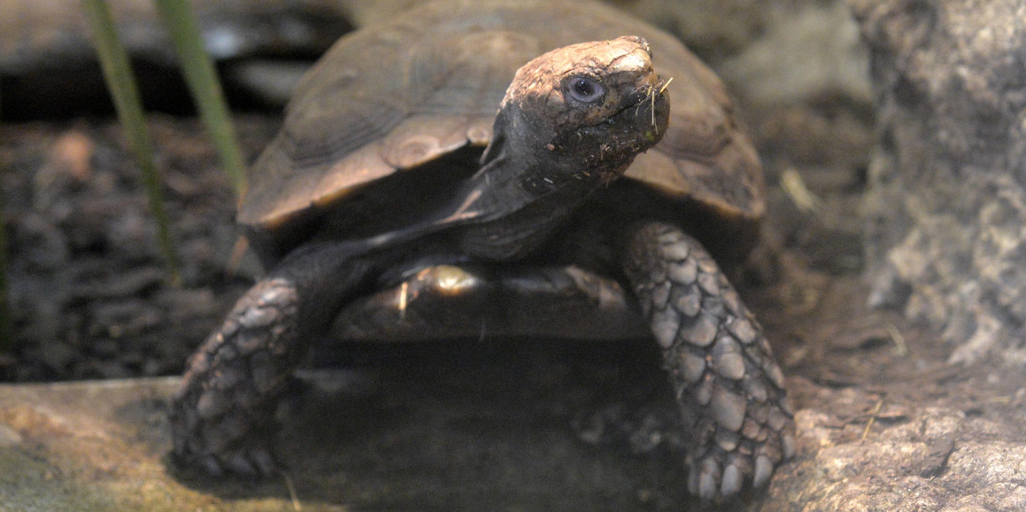 schildkroete