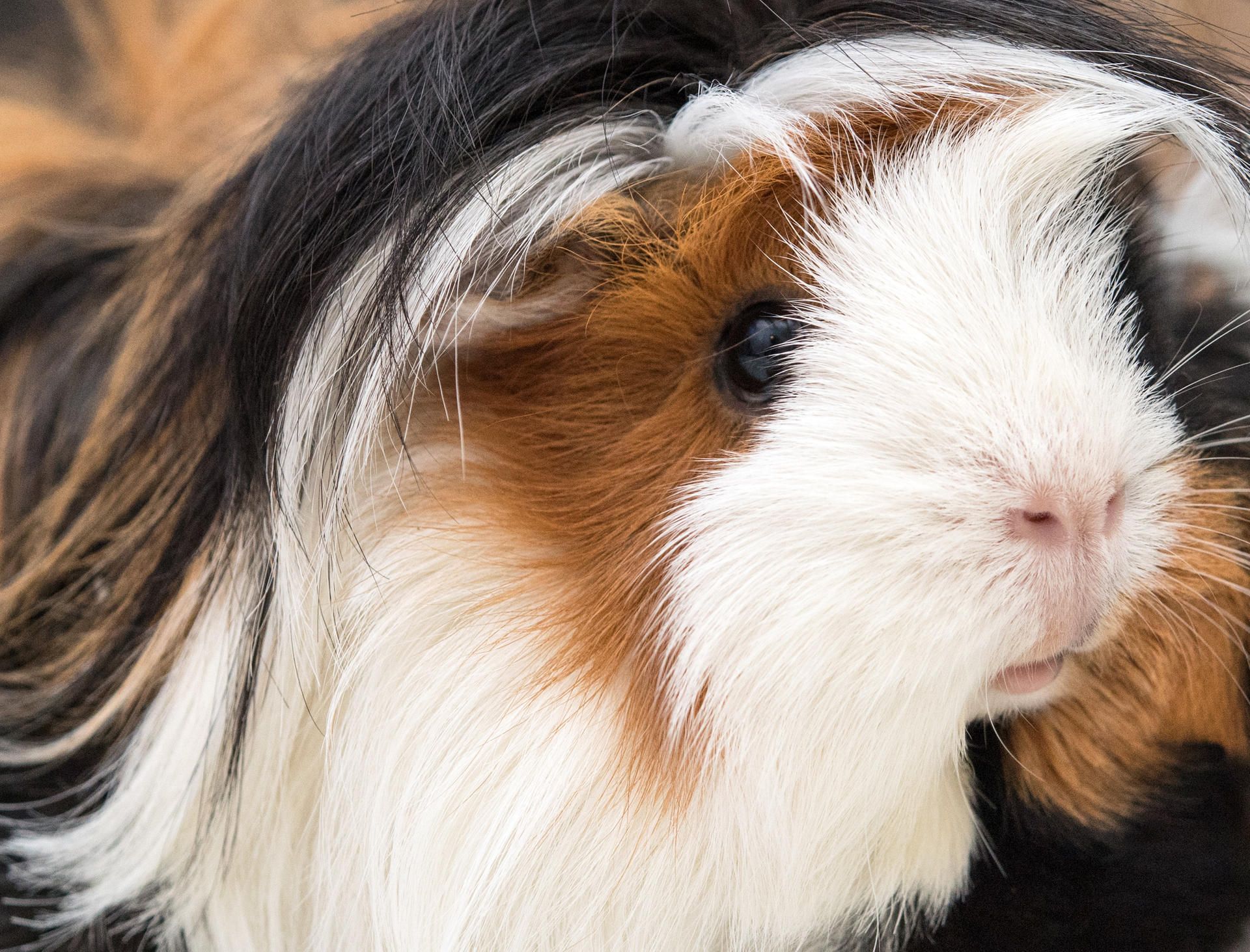 Meerschweinchen