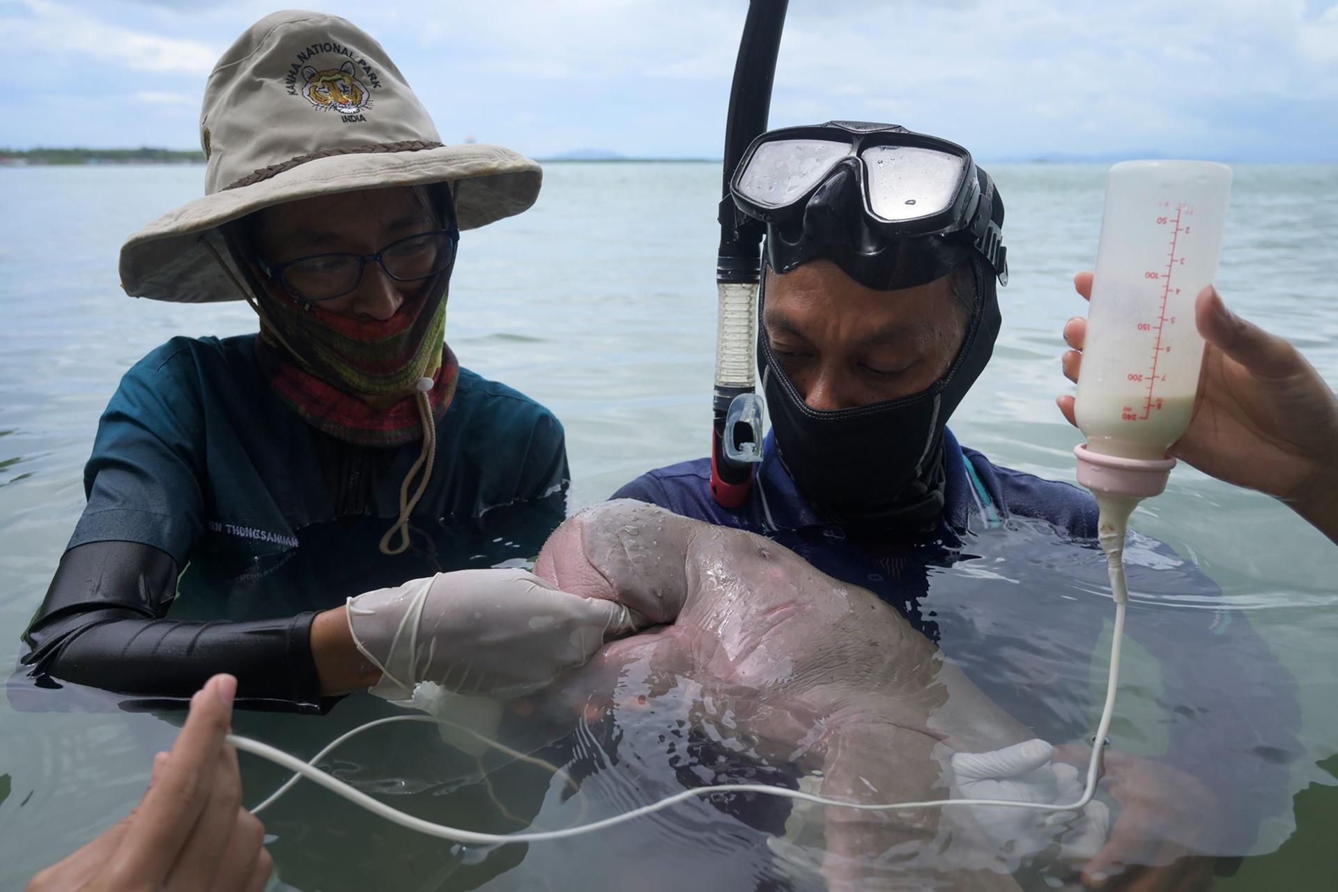 Dugong 3
