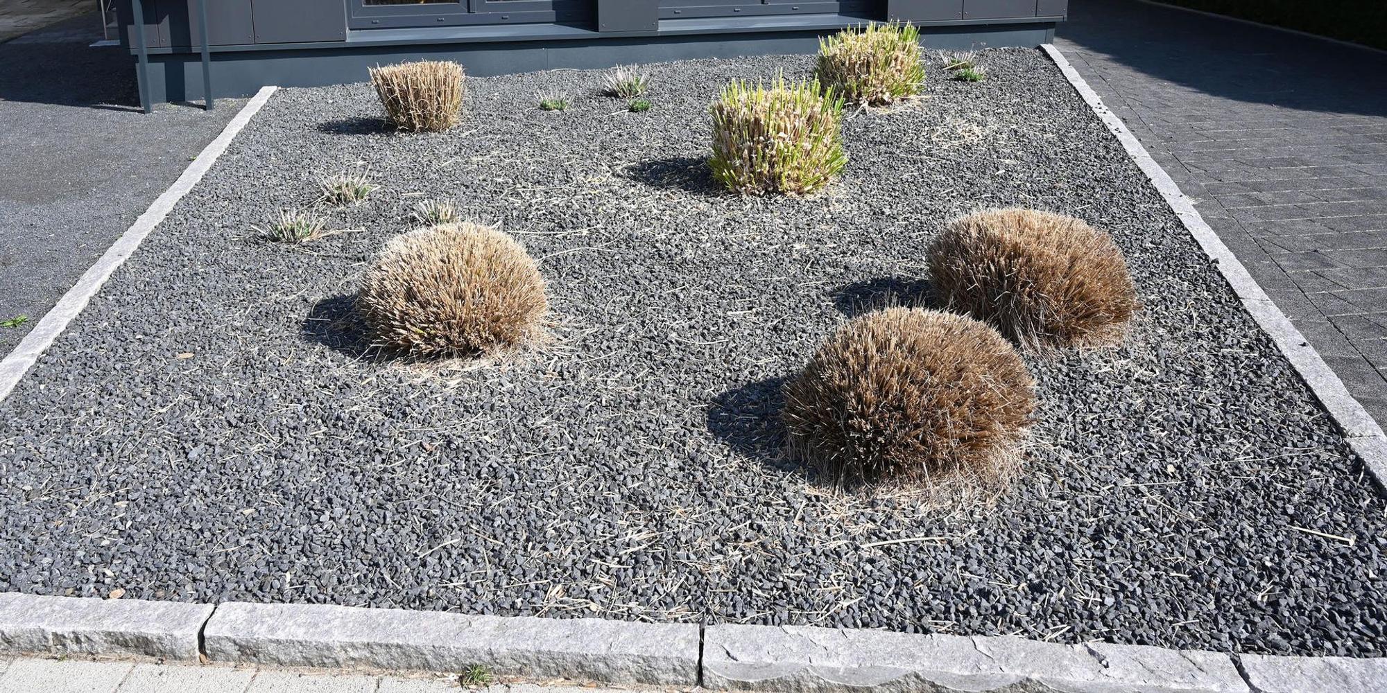 Schottergarten2