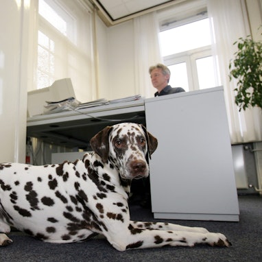 Dalmatiner im Büro