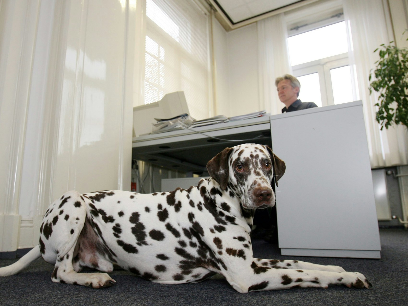 Dalmatiner im Büro