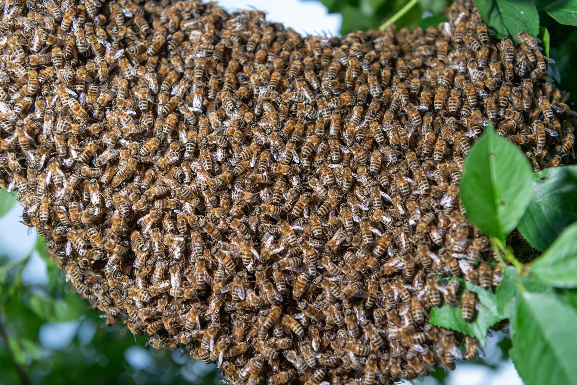 Bienenschwarm