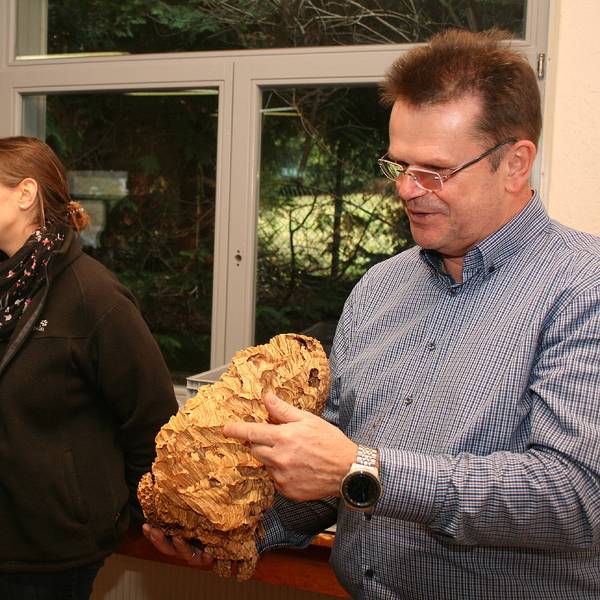 Tauchert_Wespen