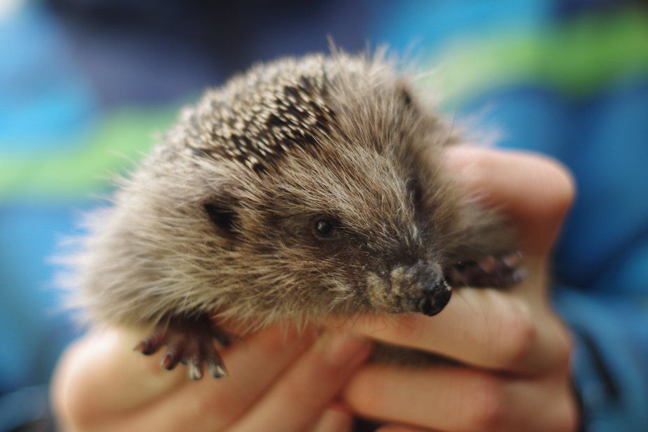 Igel 240920