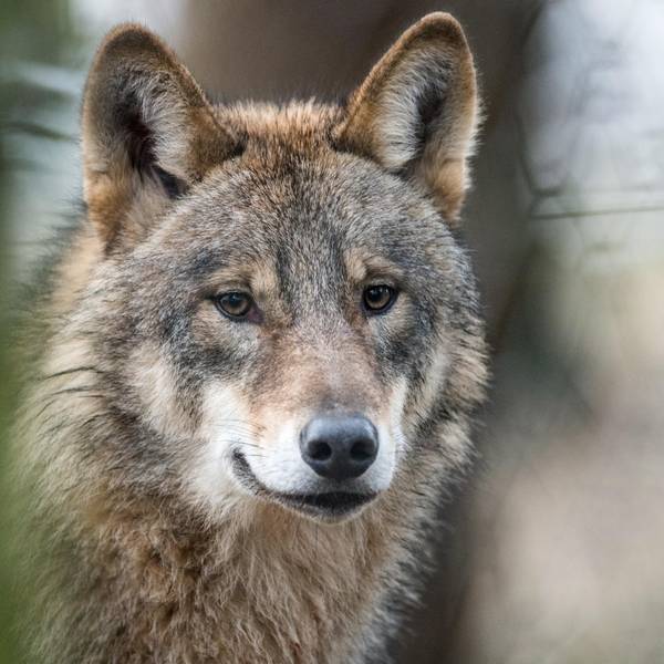 dpa-wolf