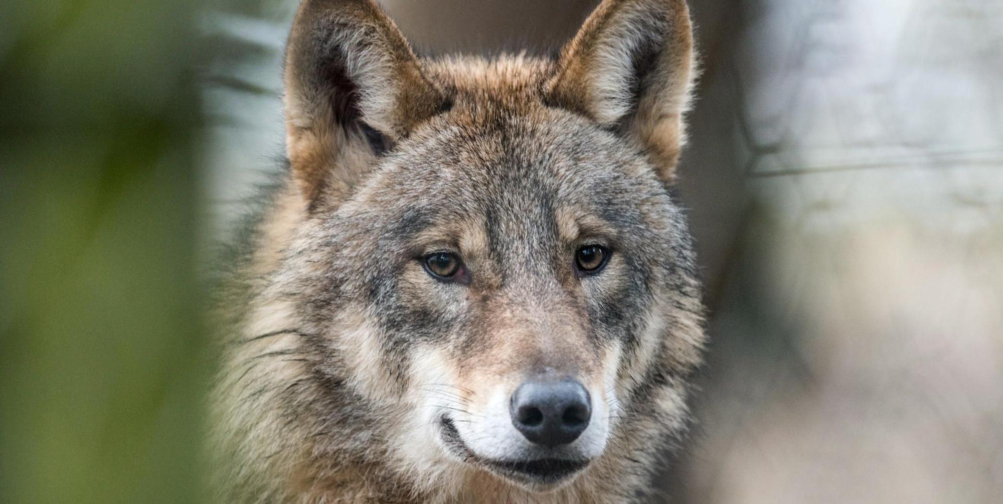 dpa-wolf