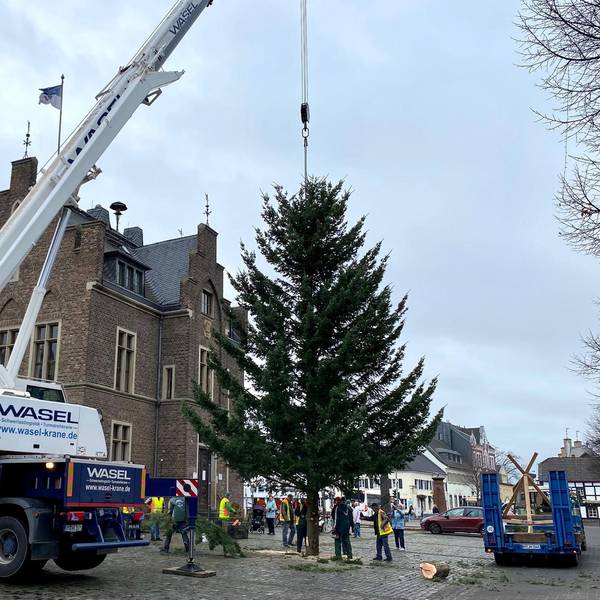 er-aufstellen-weihnachtsbaum1