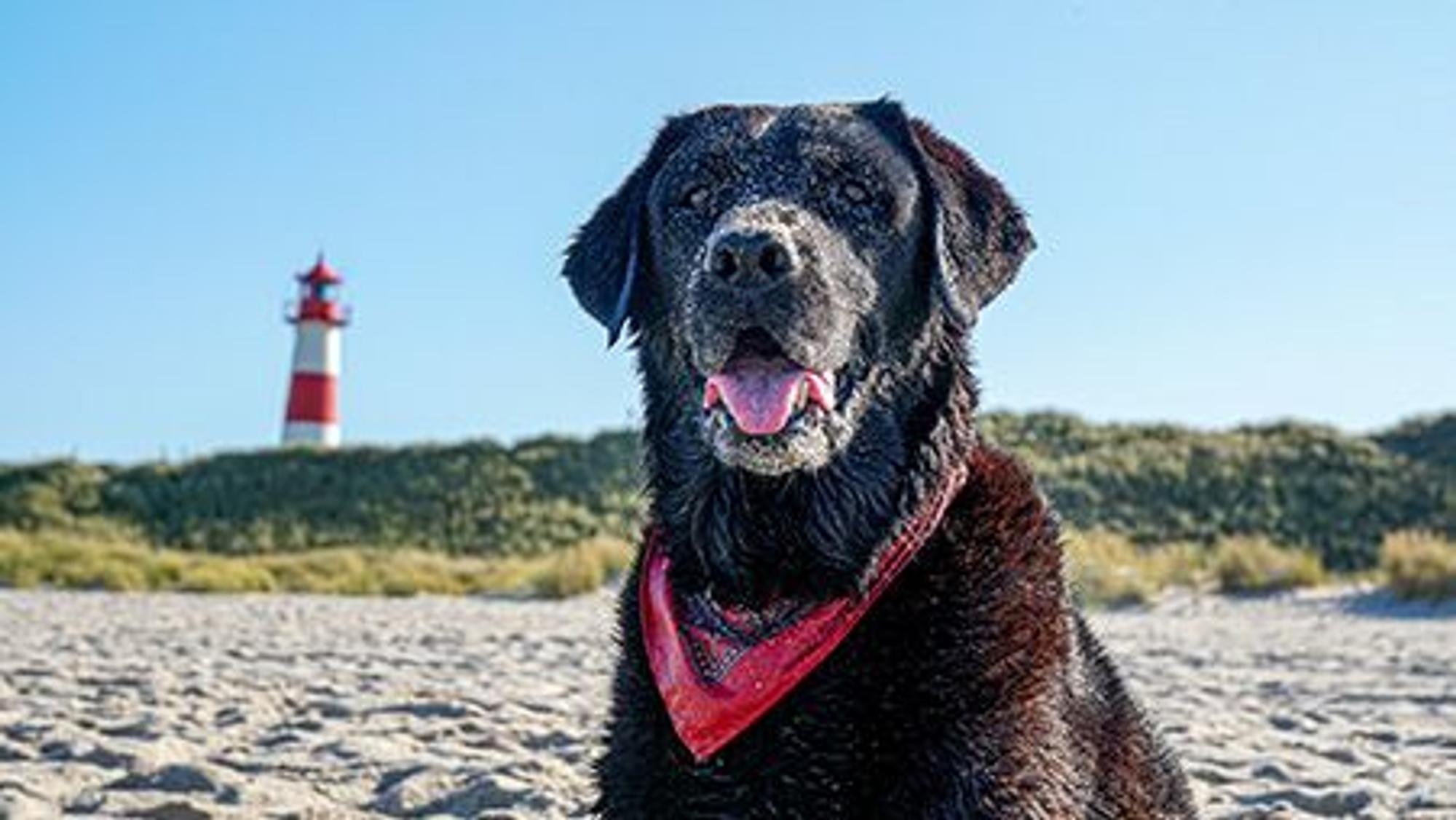 Hündin Ayka am Strand auf Sylt