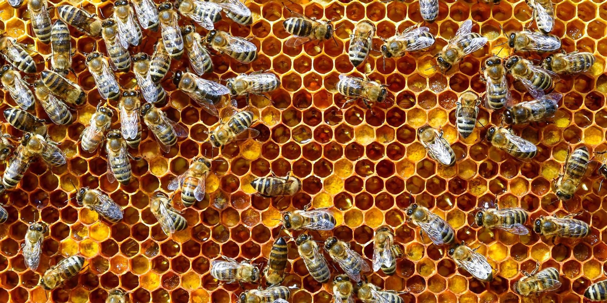 Bienenwabe