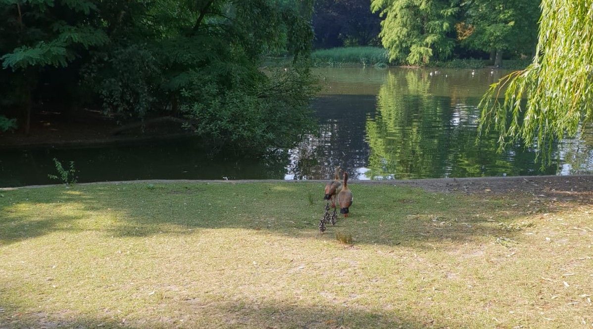 Gänse