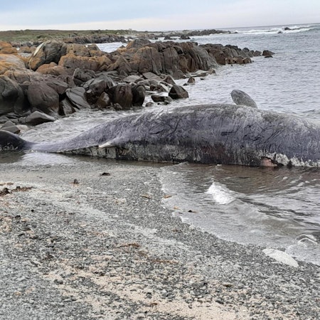 Gestrandeter Pottwal 210922