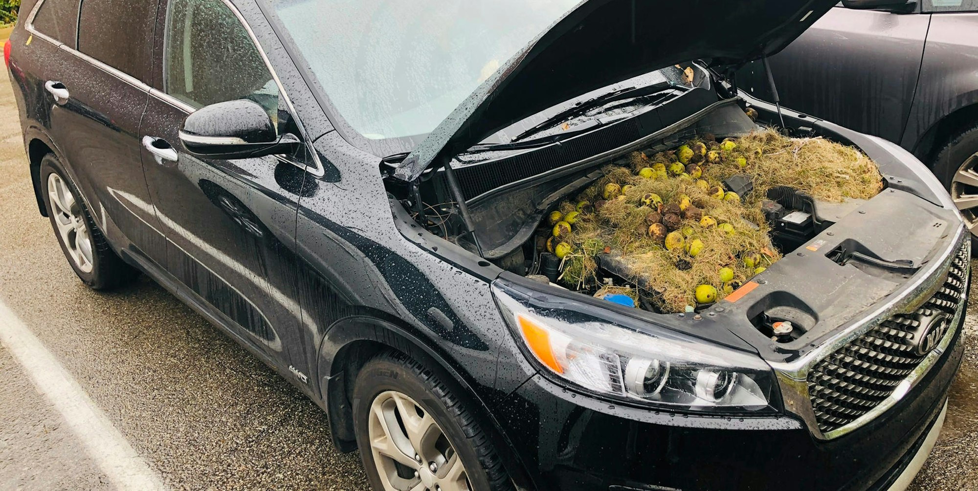 Eichhörnchen Auto 1