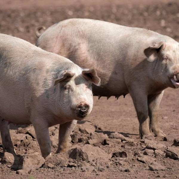 SChweine GI neu