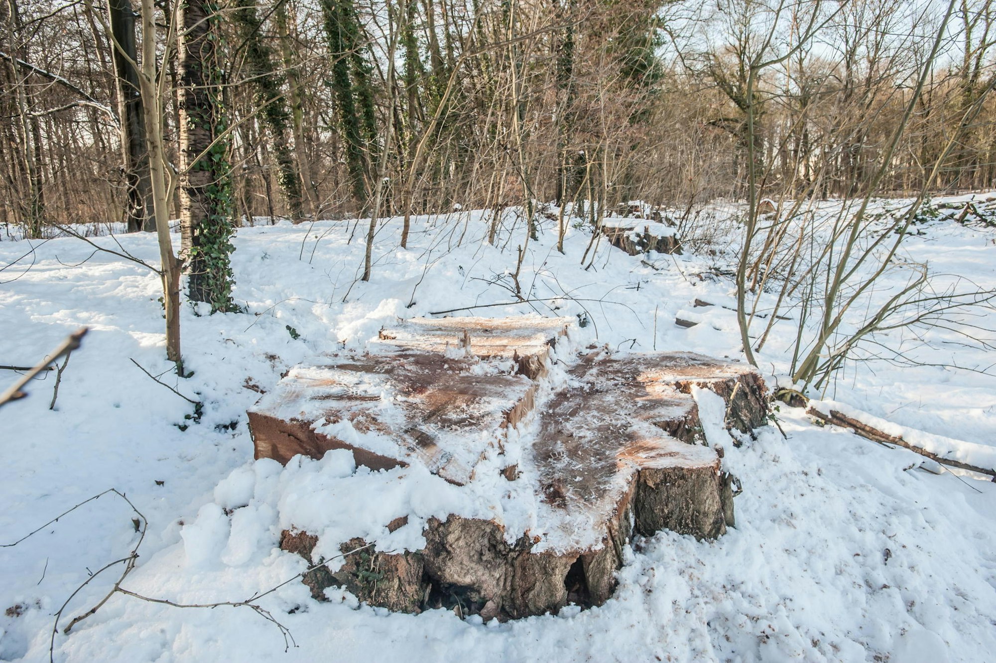 leverkusen-pappeln-am-deich--ALF_1185