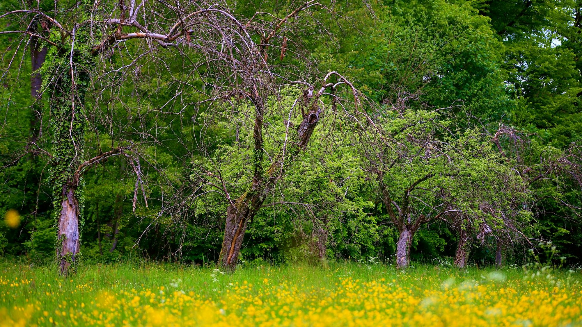 Obstbäume auf einer blühenden Wiese in der Bonner Waldau.