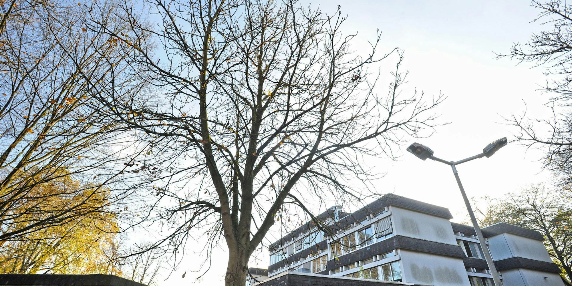 wu-leichlingen-stadtbaeume_(3)