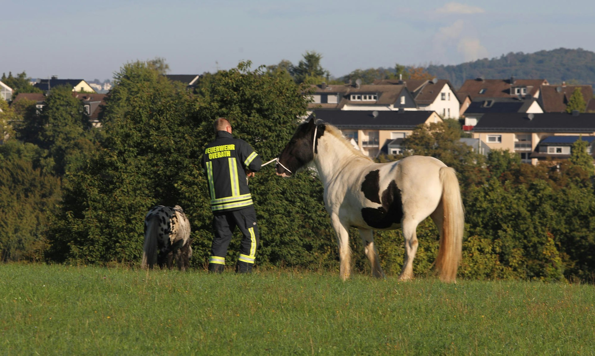 Overath Pferde eingefangen_2