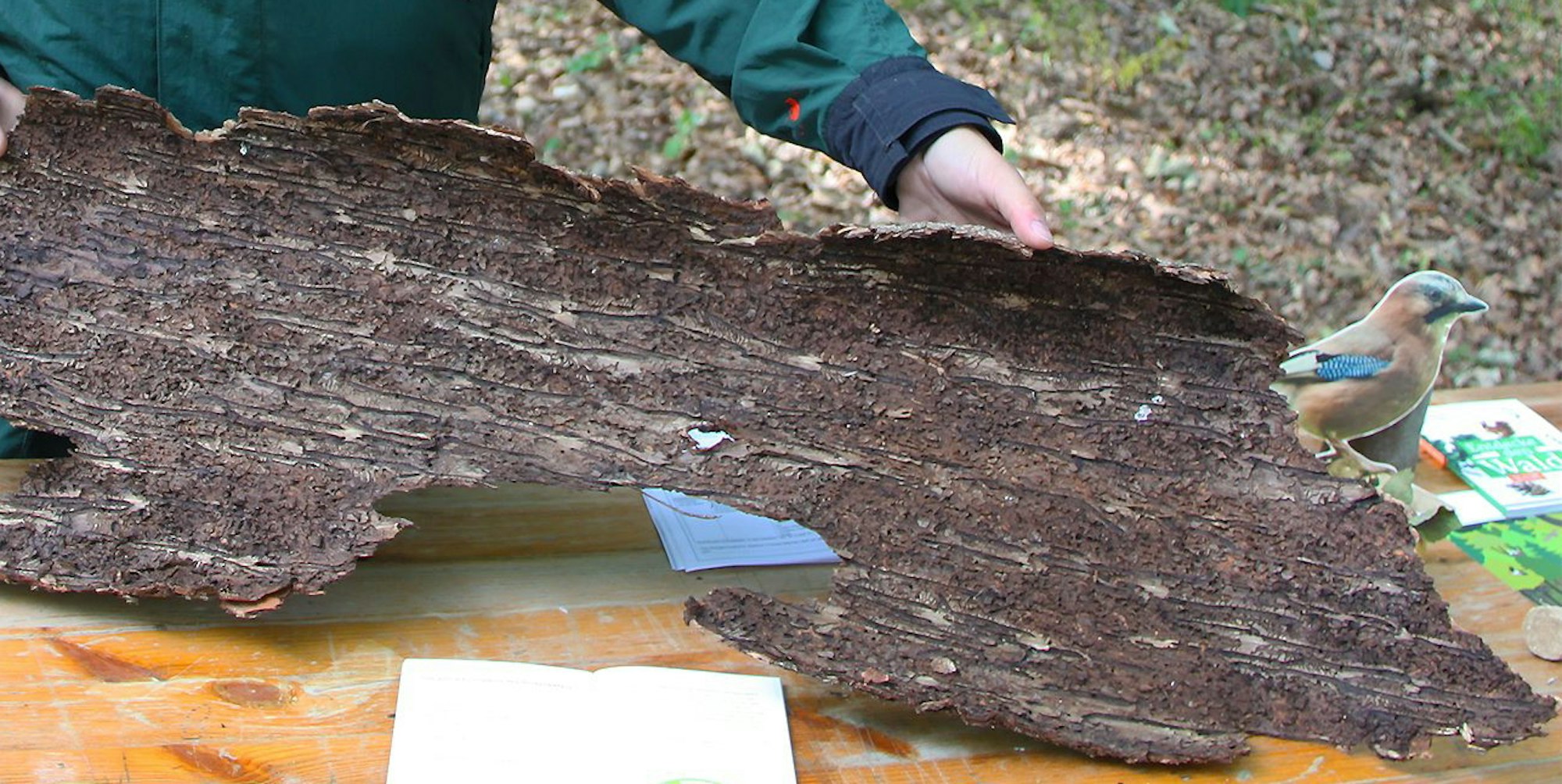 sli-20092020-bad-muenstereifel-waldaktionstag-1