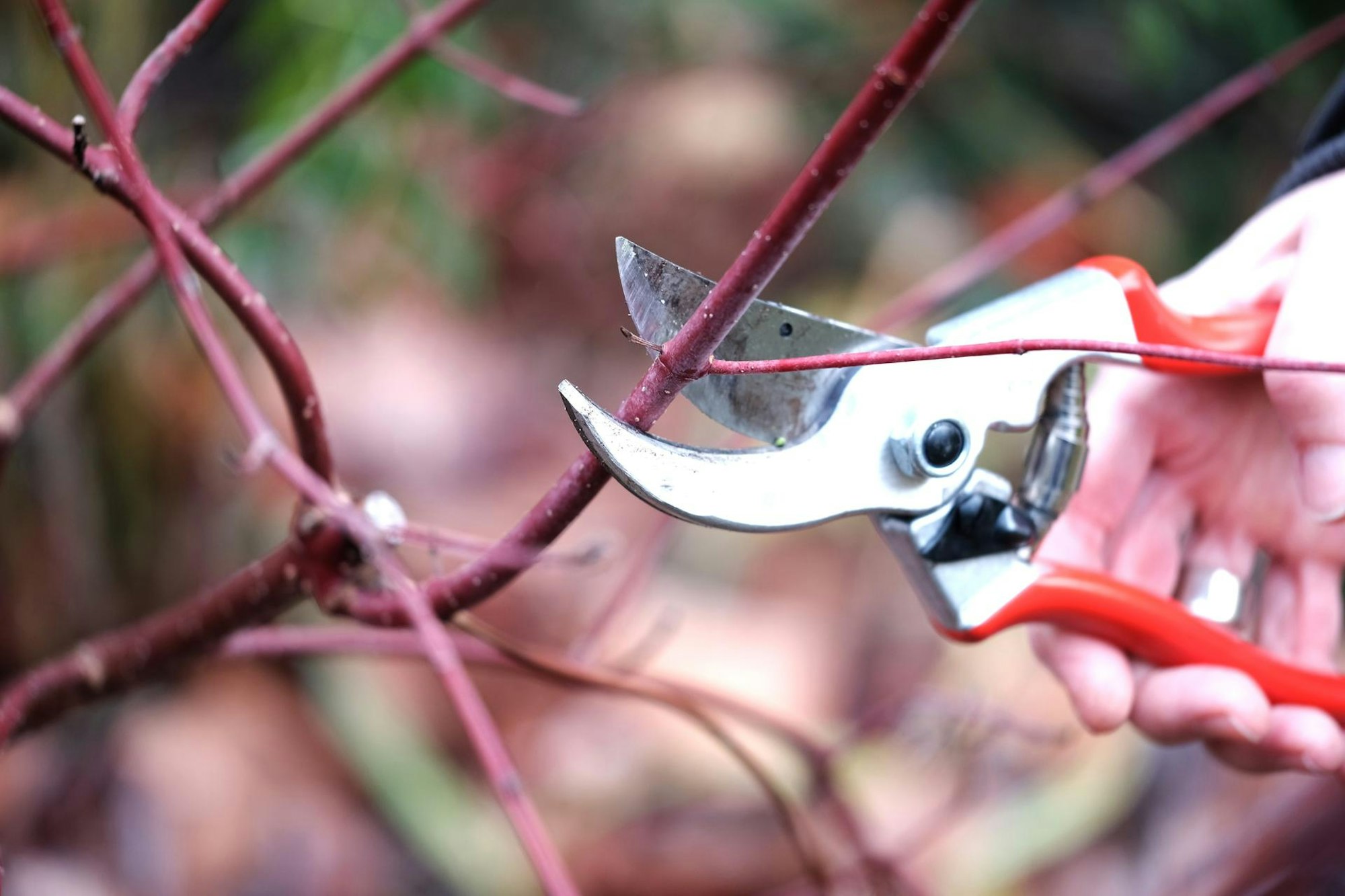 Gartenkalender Dezember 3