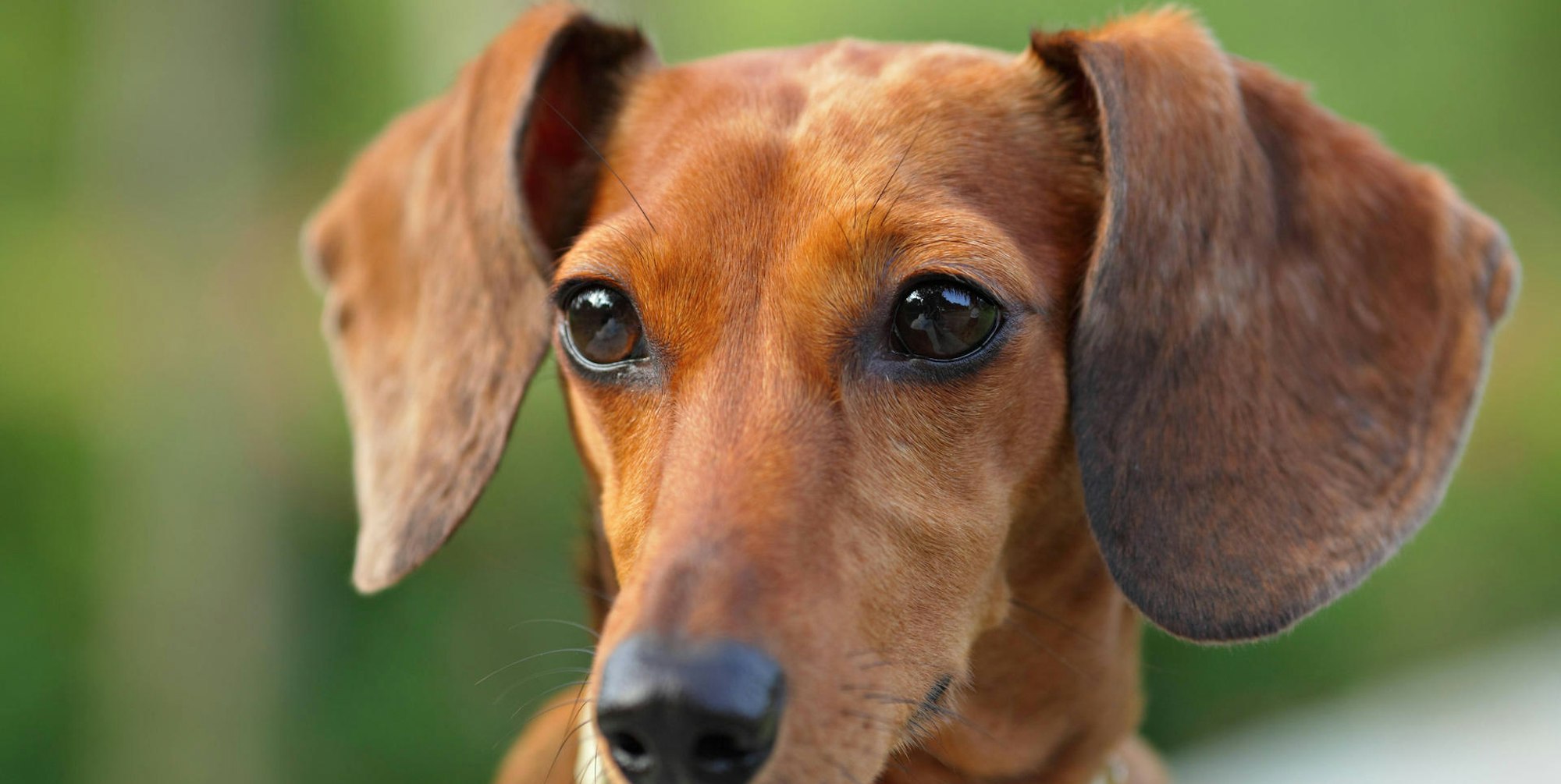 Dachshund imago