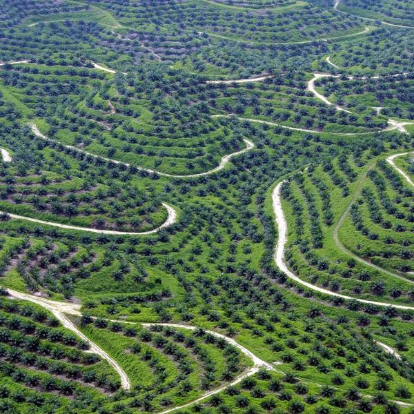 Palmölplantage Indonesien