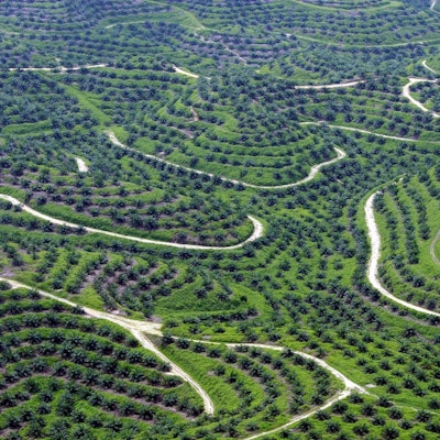 Palmölplantage Indonesien