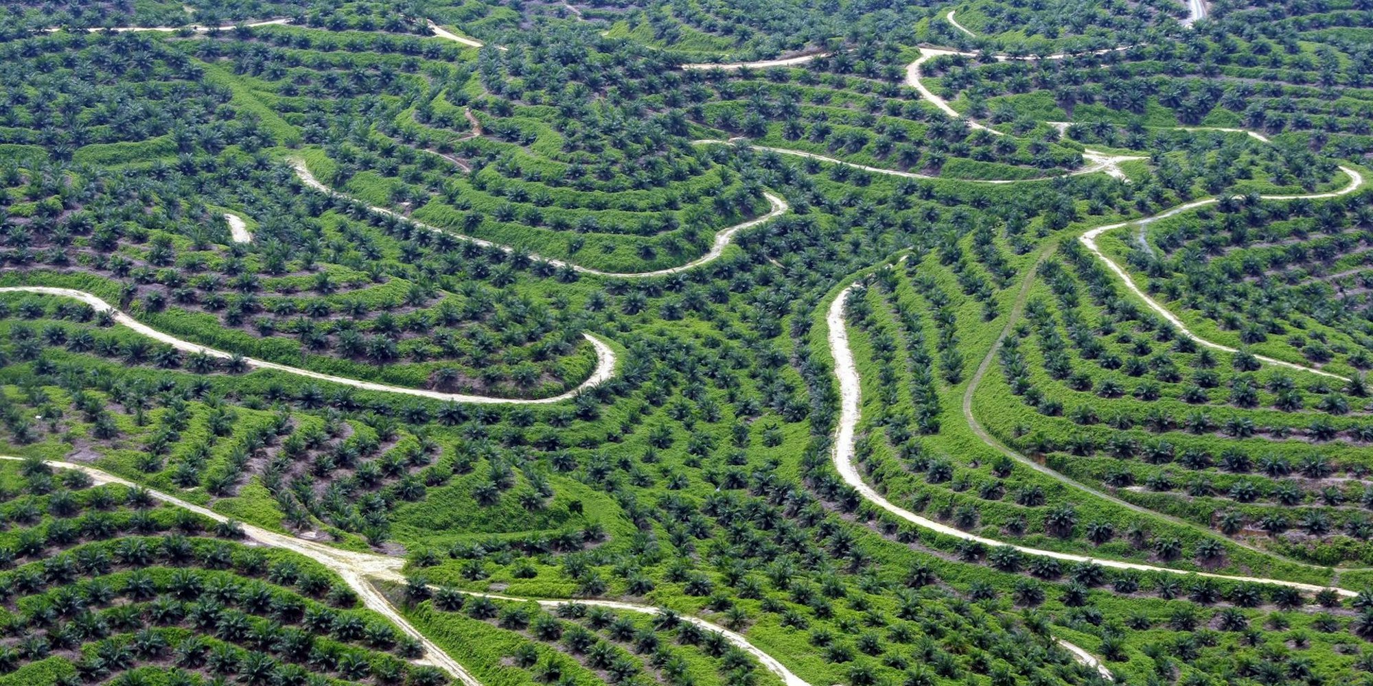 Palmölplantage Indonesien