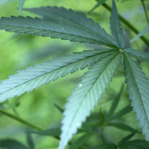 Cannabis Symbolbild dpa