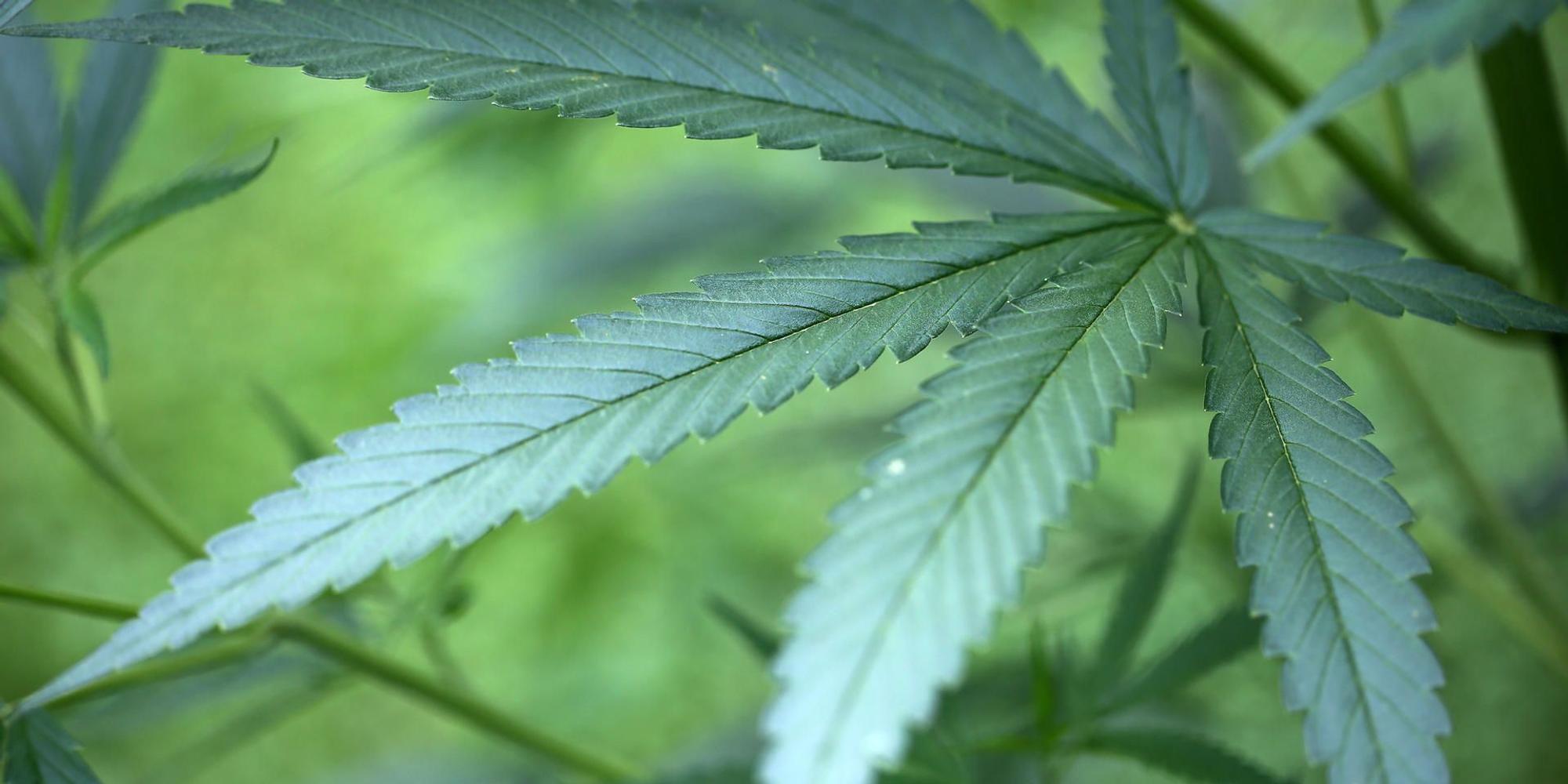 Cannabis Symbolbild dpa