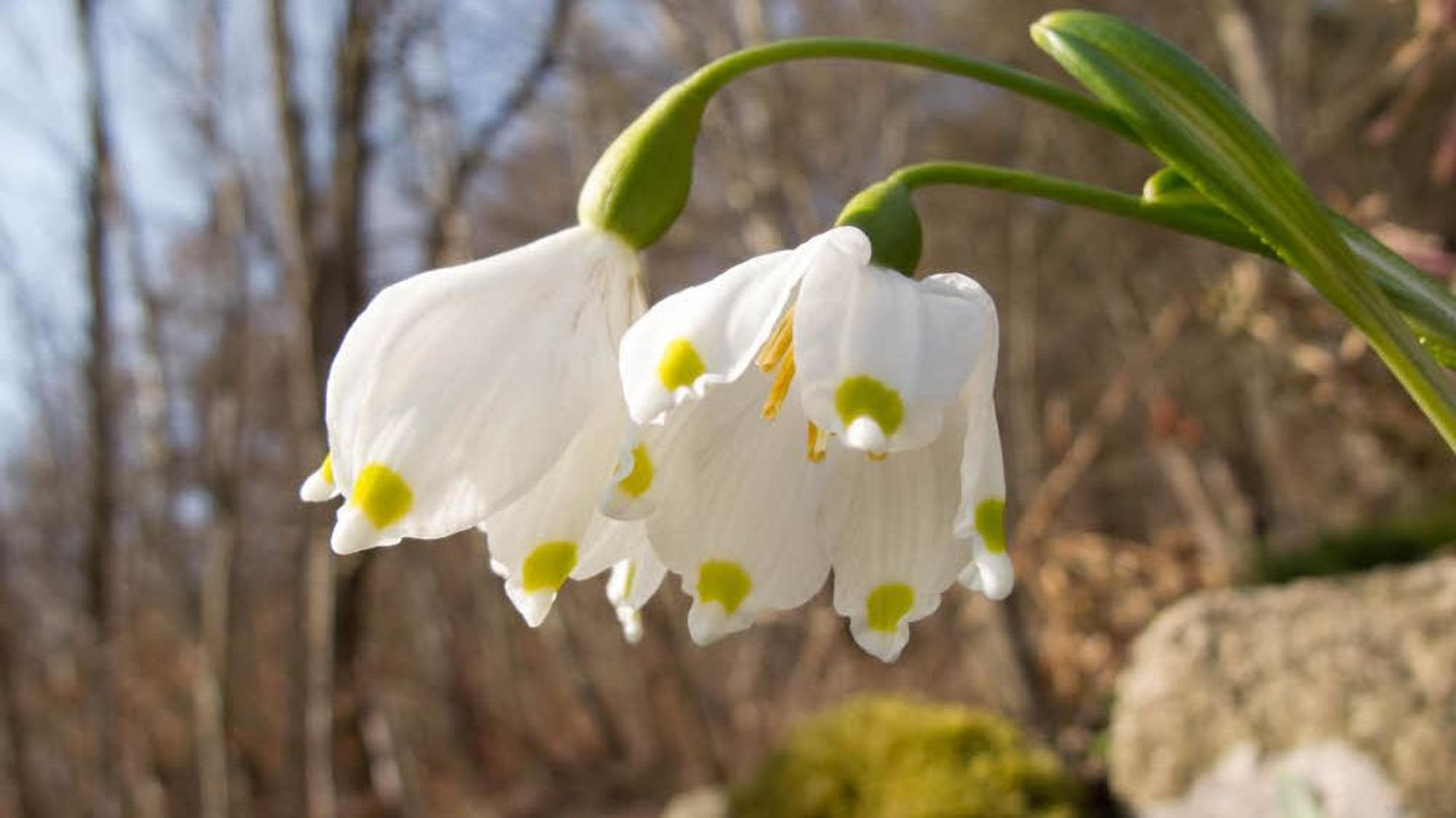 Märzenbecher blühen in der Eifel