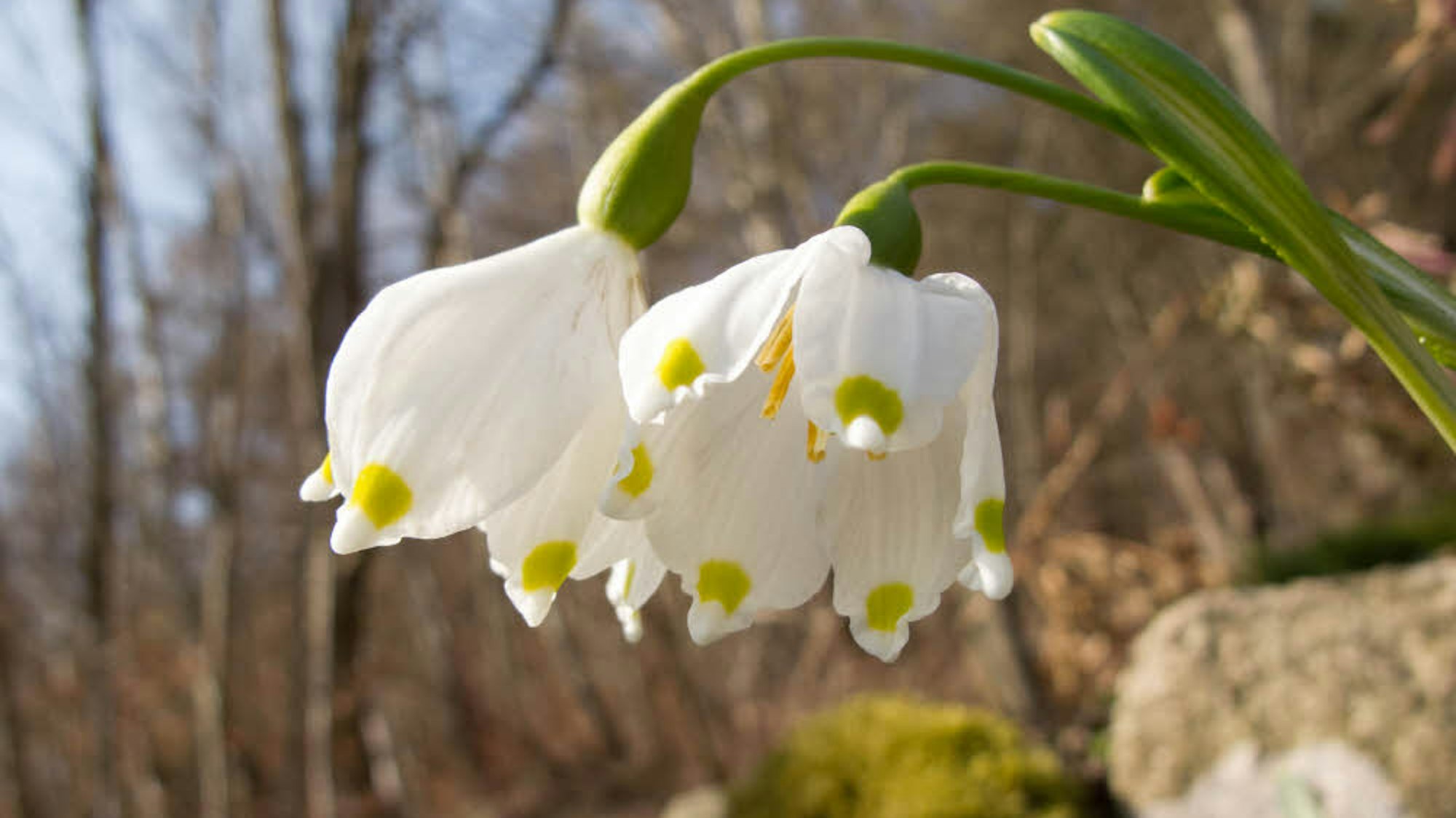 Märzenbecher blühen in der Eifel