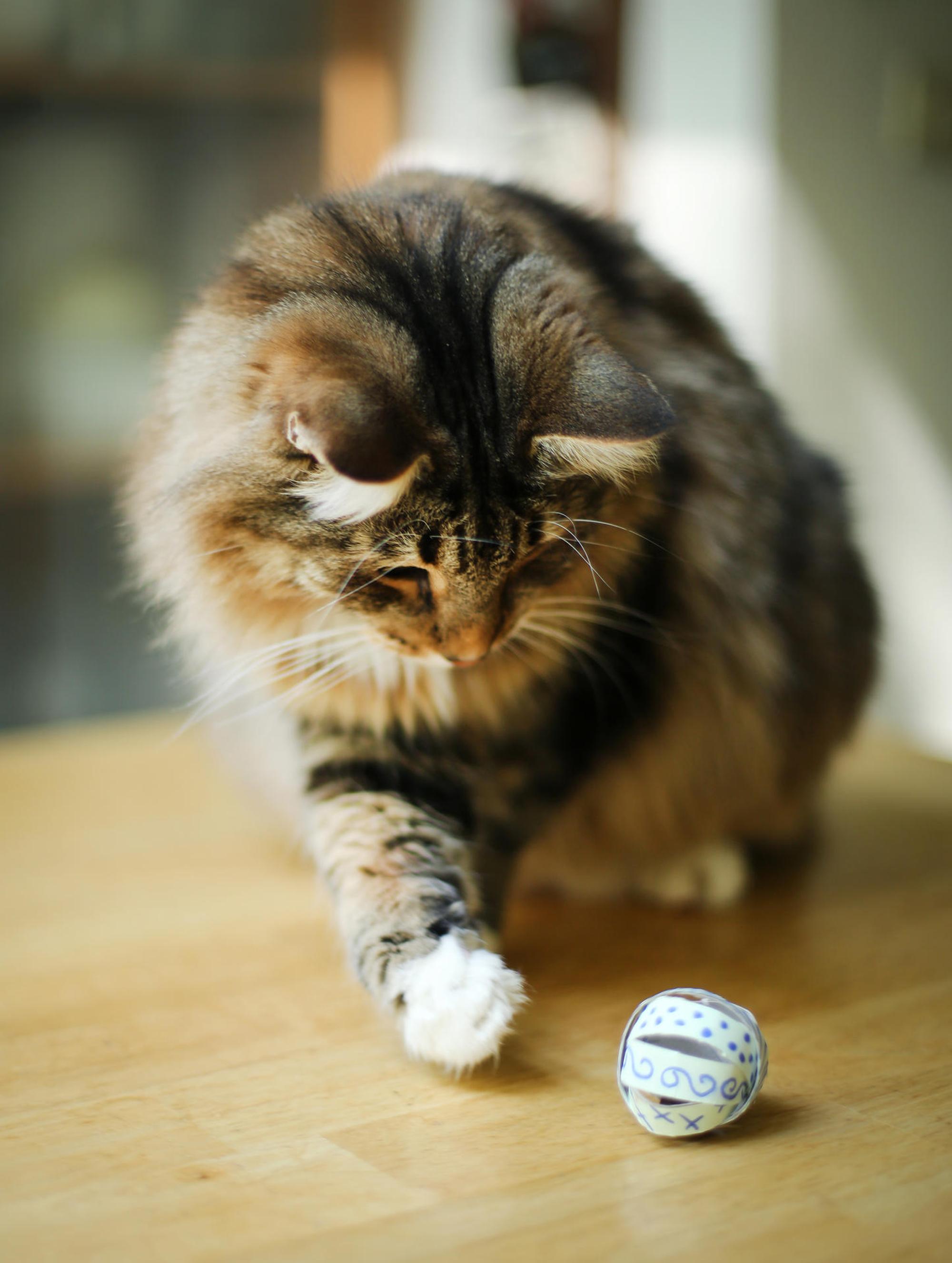 Dicke Katze spielt
