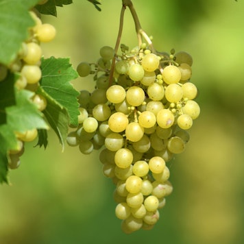Weintrauben hängen in Reben