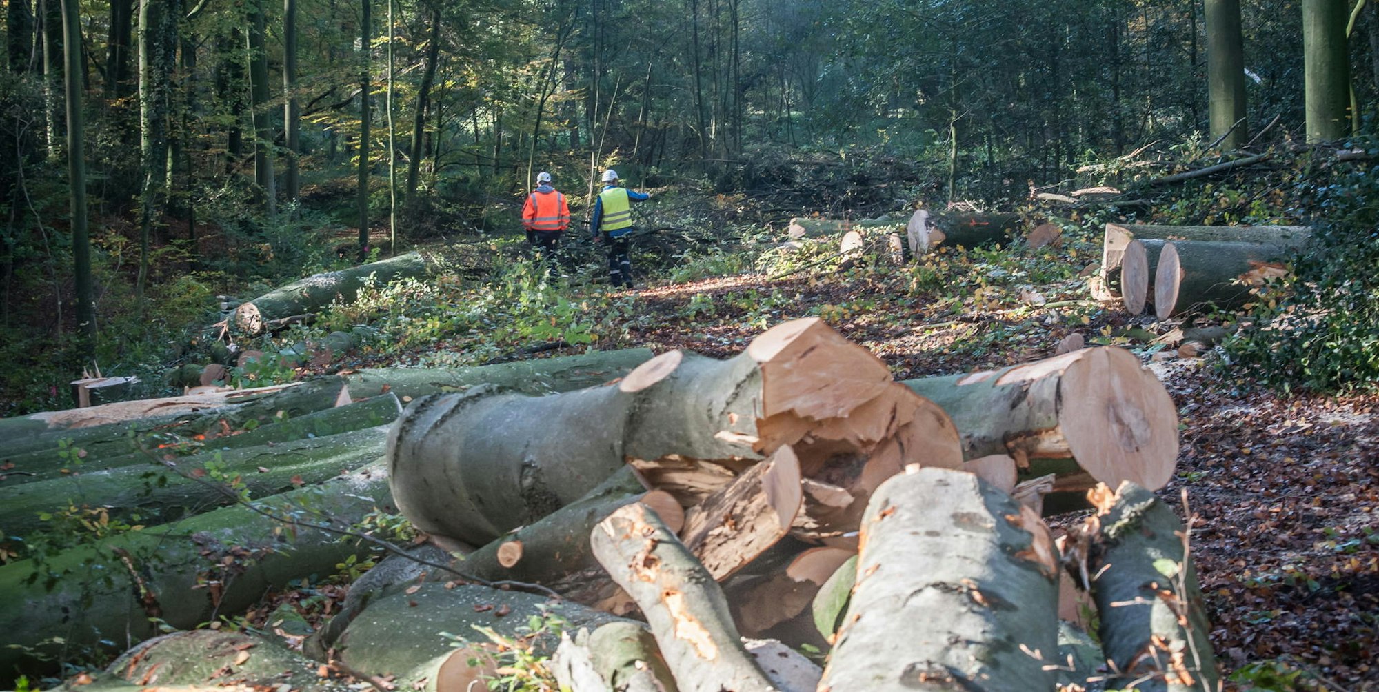 trasse_open-grid-gasleitung__ALF_2453