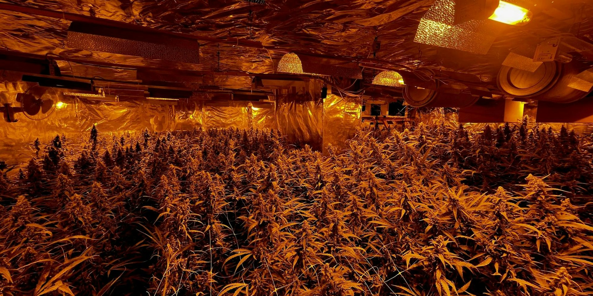 Cannabisplantage Niehl