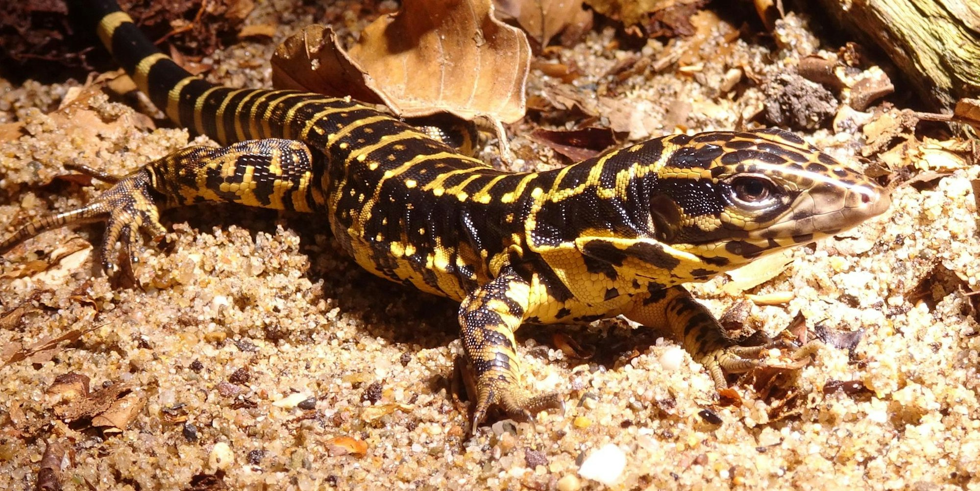 Jungtier phot. Anna Rauhaus