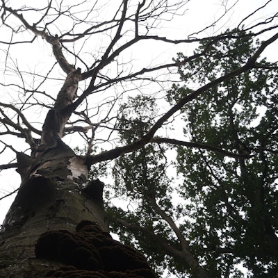 Kerpen Bäume Burgpark Bergerhausen