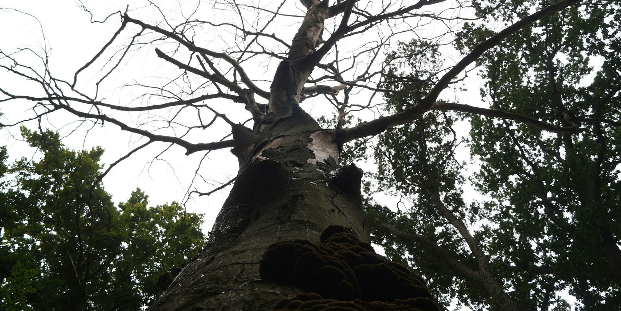 Kerpen Bäume Burgpark Bergerhausen