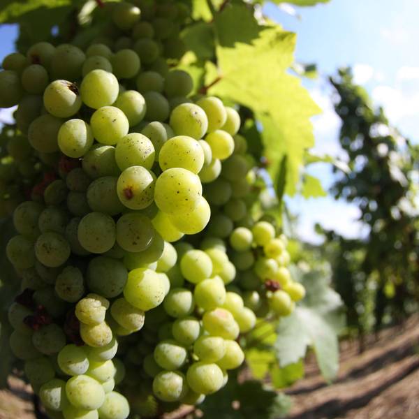 geschichte_winzer_kay_thiel_weinberg