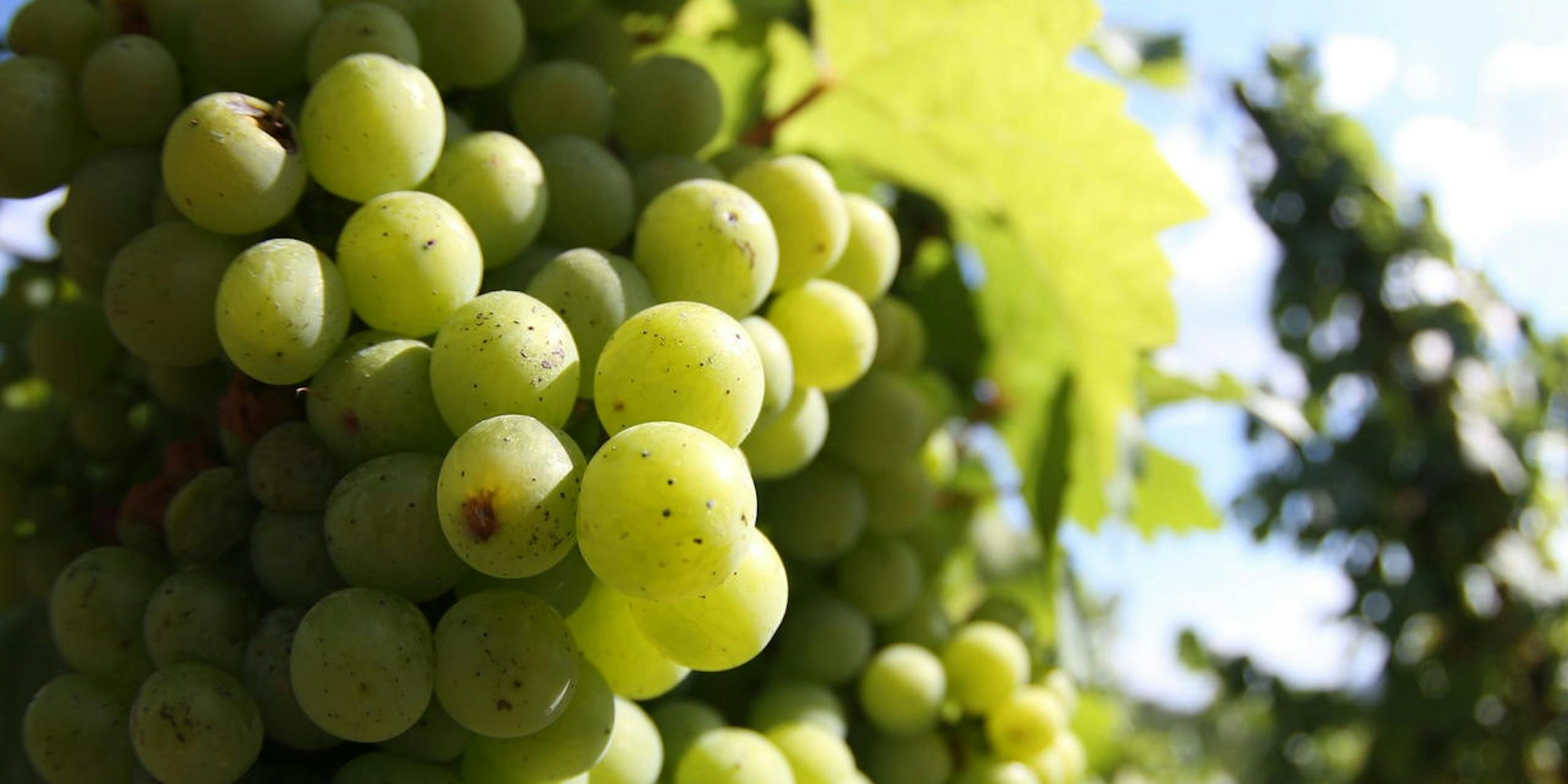 geschichte_winzer_kay_thiel_weinberg