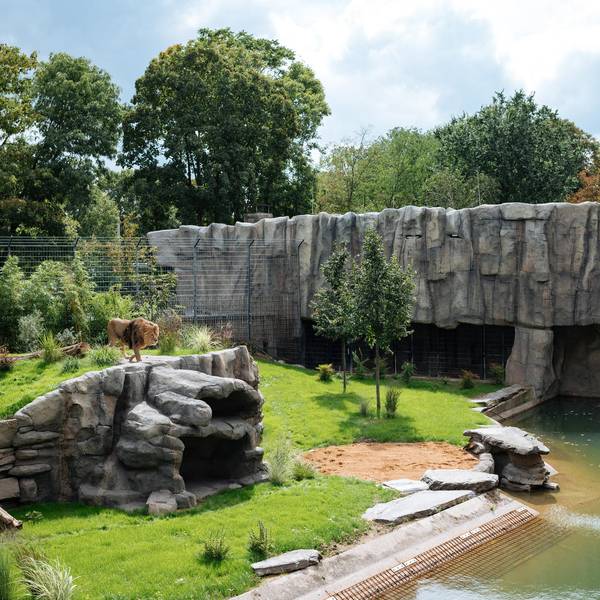 cob_20190815_Loewe_-_Zoo_16