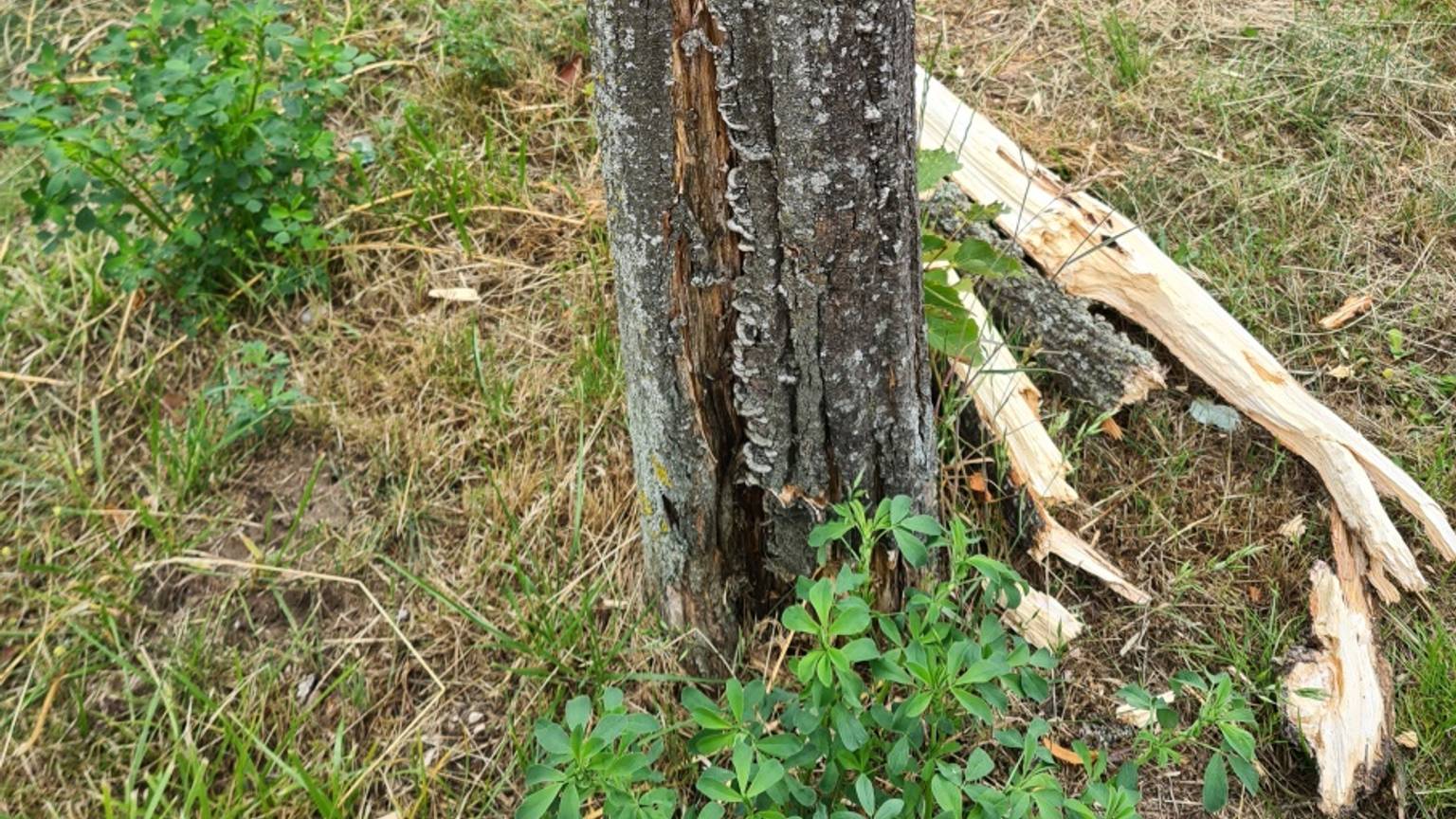 Baum Widdersdorf